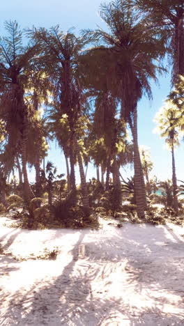 tropical beach paradise with palm trees