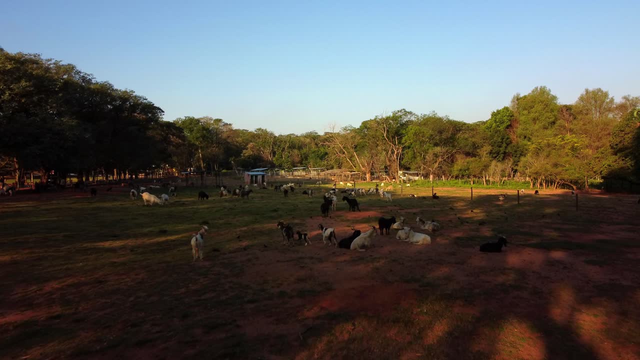 Un campo pieno di capre in Paraguay