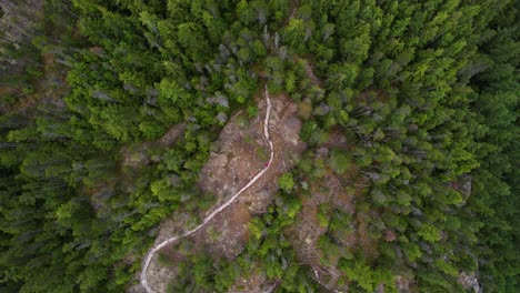 ciclistas de montaña subiendo cuesta arriba en el denso bosque de montaña