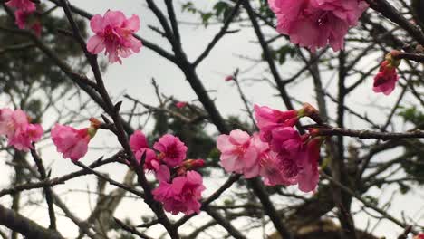 Lapso-De-Tiempo-De-La-Flor-De-Cerezo-Japonesa-Kanzakura-Que-Sopla-En-El-Viento