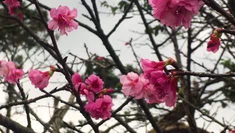 lapso de tiempo de la flor de cerezo japonesa kanzakura que sopla en el viento