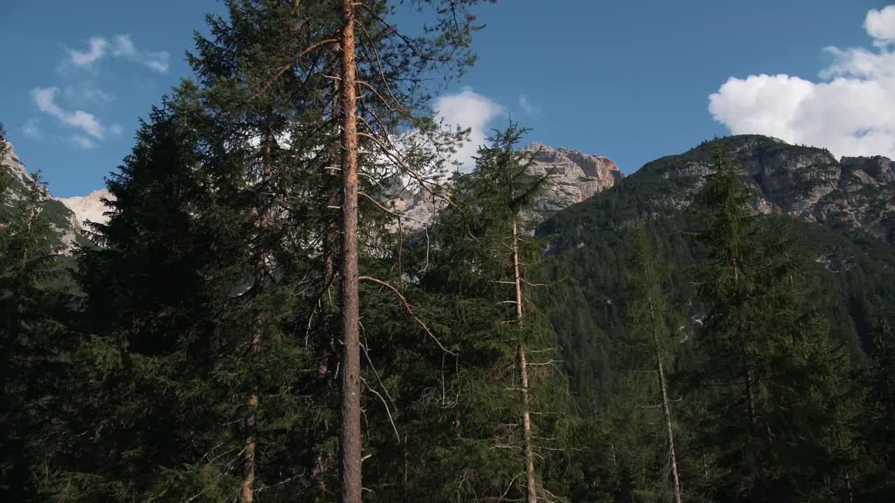 Driving in the mountians Pine Trees Explore Discover Travel Road Trip
