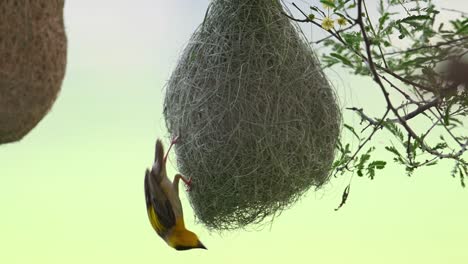 Pájaro-Tejedor-De-Baya-Haciendo-Nido