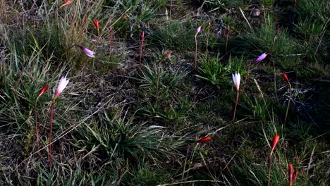 colourful wildflowers on the grassy ground of sierras de tandil in argentina on a windy day - medium shot