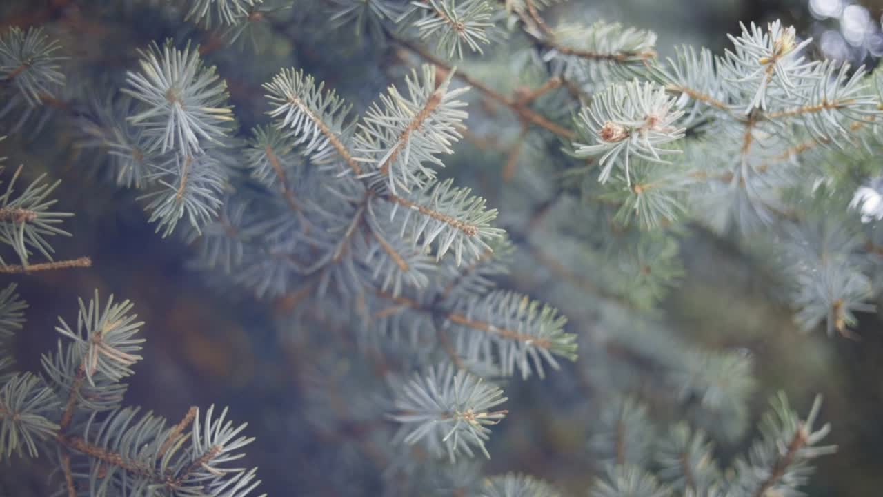 가을 잎이 덤불 위에 떨어집니다.