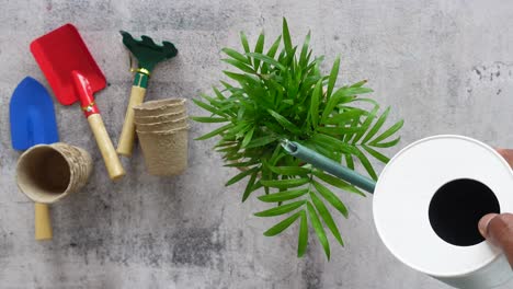 watering a palm tree plant with gardening tools