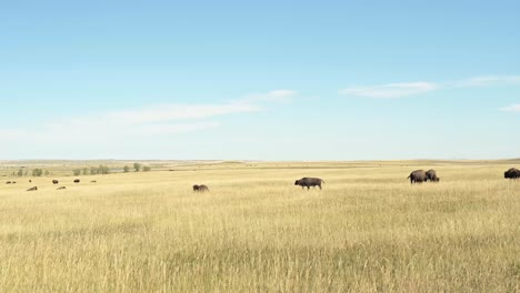 herd of free roaming bisons grazing on prairie in montana, usa. panning shot.