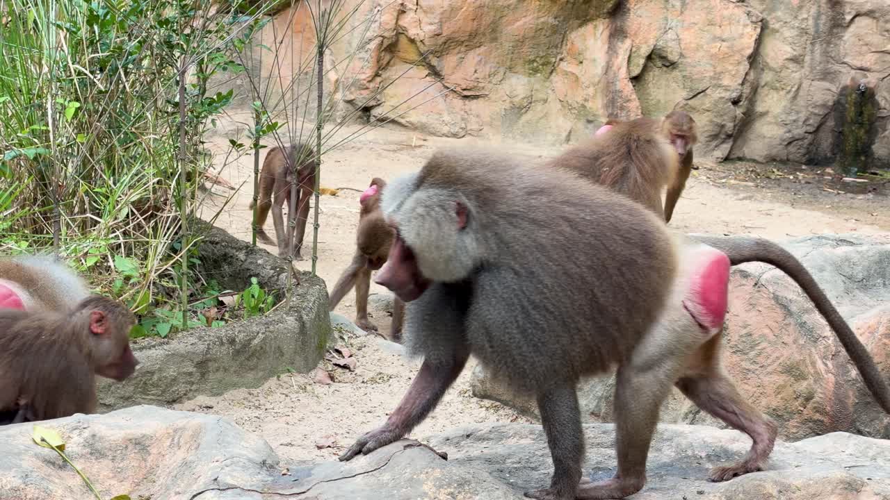 Gruppo di babbuini che camminano in un recinto roccioso