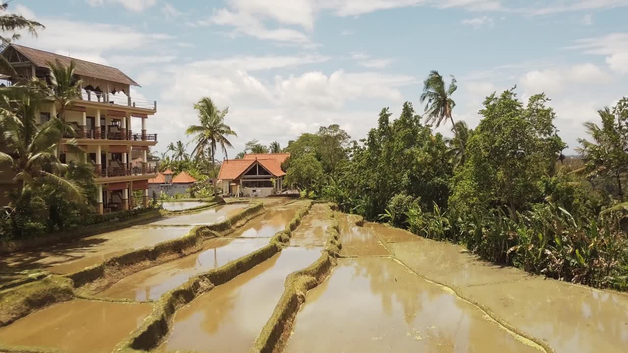 Vista aerea con drone di terrazze di riso allagate vicino a Ubud, Bali. Risaie piene d'acqua che riflettono il cielo e le palme, che mostrano il tradizionale paesaggio agricolo e la campagna tropicale
