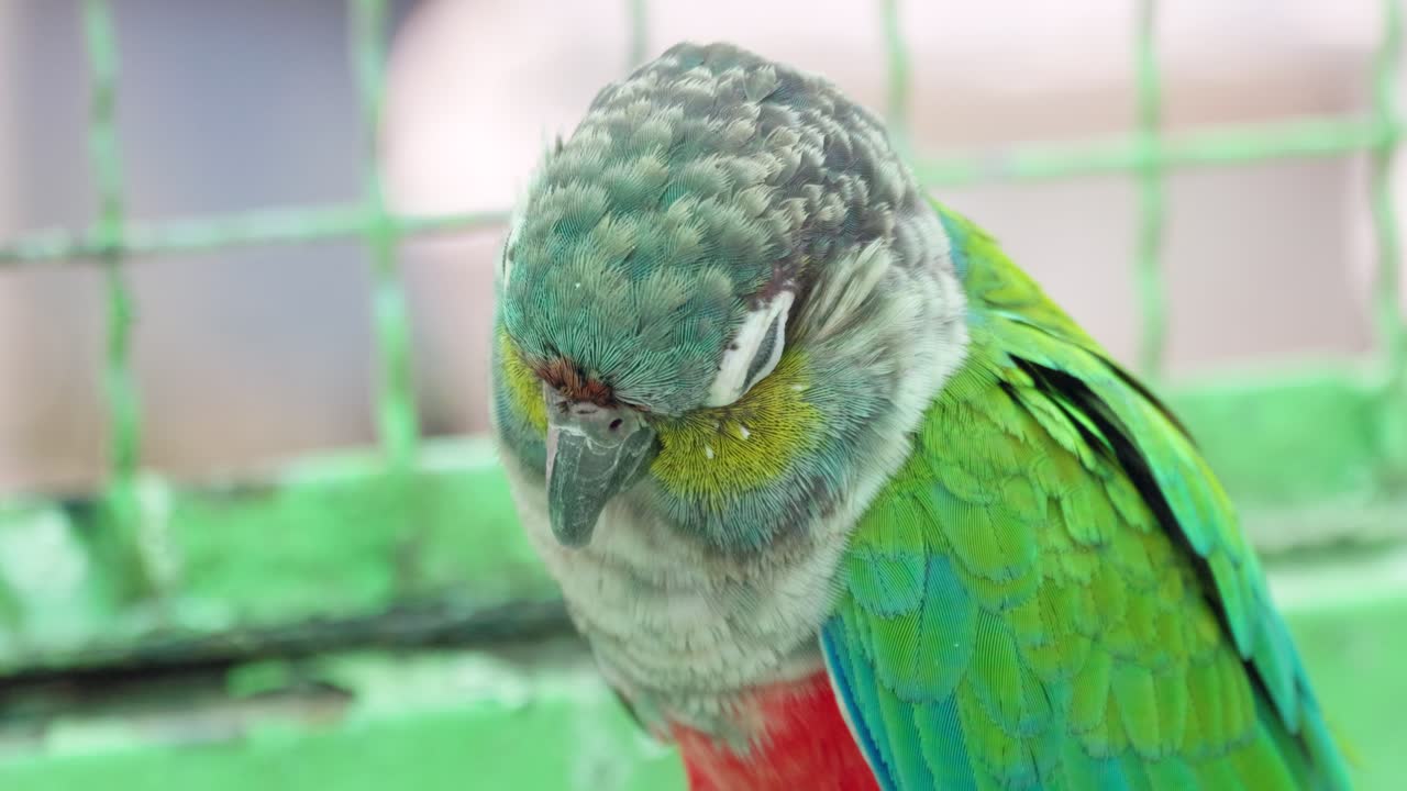 This vibrant parrot showcases its stunning colors in a close-up captivating view of wildlife.