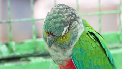 this vibrant parrot showcases its stunning colors in a close-up captivating view of wildlife.