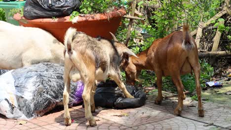 two goats rummaging through garbage in ninh binh