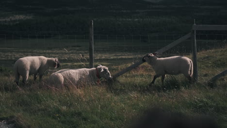 groups of sheep eating grasses by sitting in the ground