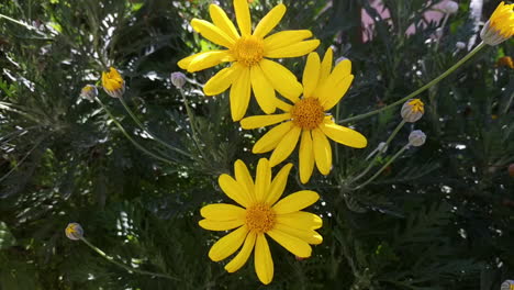 grey-leaved euryops flower blown by wind under sunlight, handheld