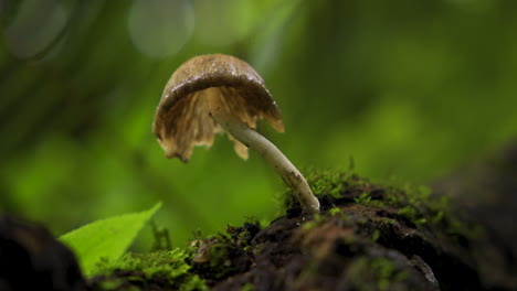 Wild-Magic-mushroom-grown-in-green-forest-of-Nepal