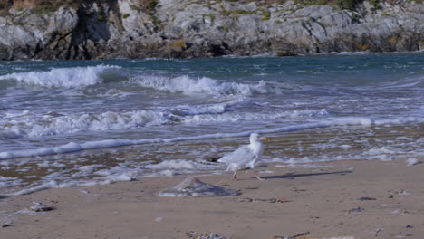 gaviota evitando aguas de mar de marea de primavera en rápido movimiento feroz, tiro panorámico en cámara lenta