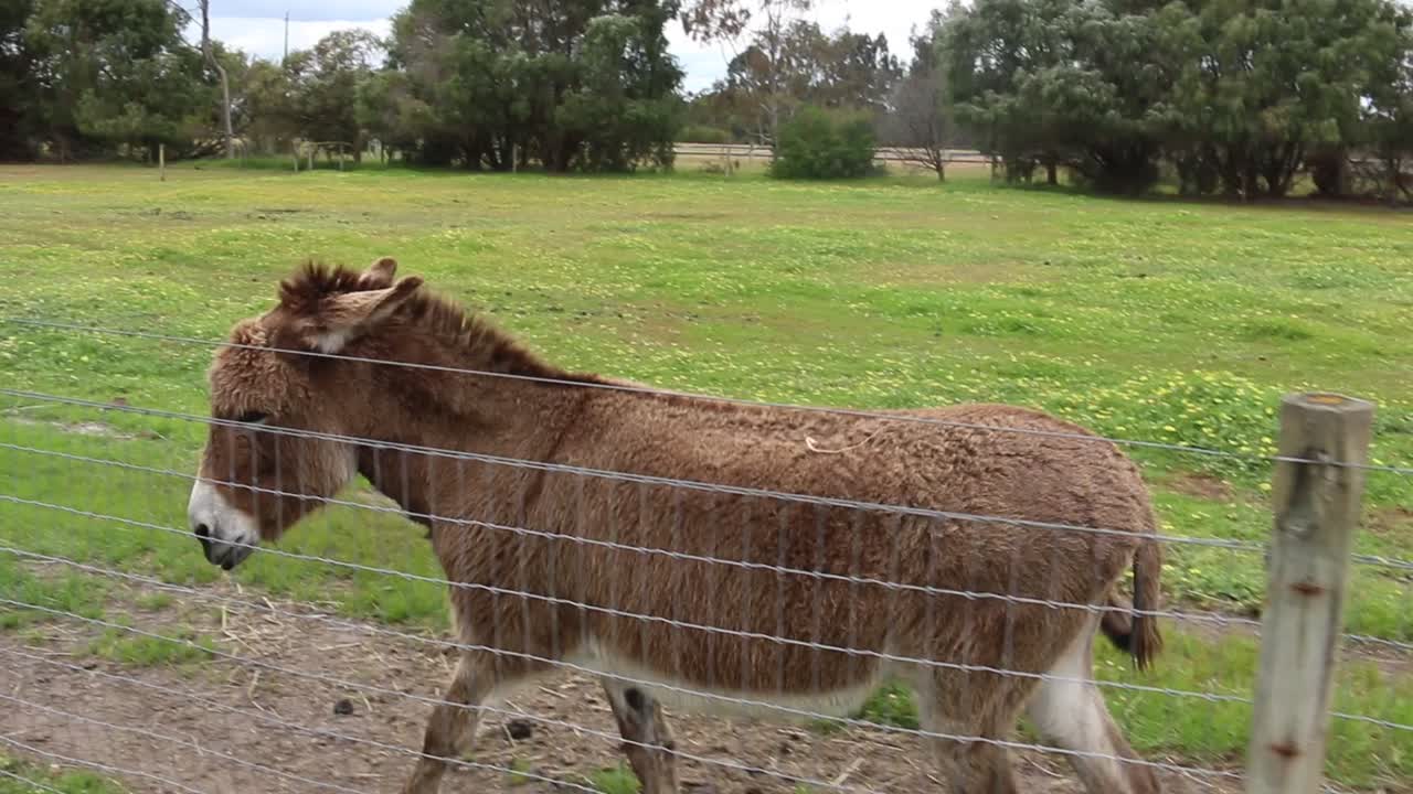 카메라를 따라 음식을 찾는 갈색 당나귀