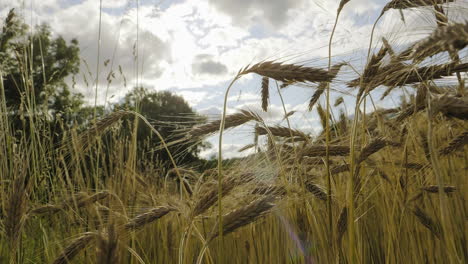 Gereifte-Reife-Gerste-Auf-Dem-Feld-Mit-Bewölktem-Himmel-Im-Hintergrund