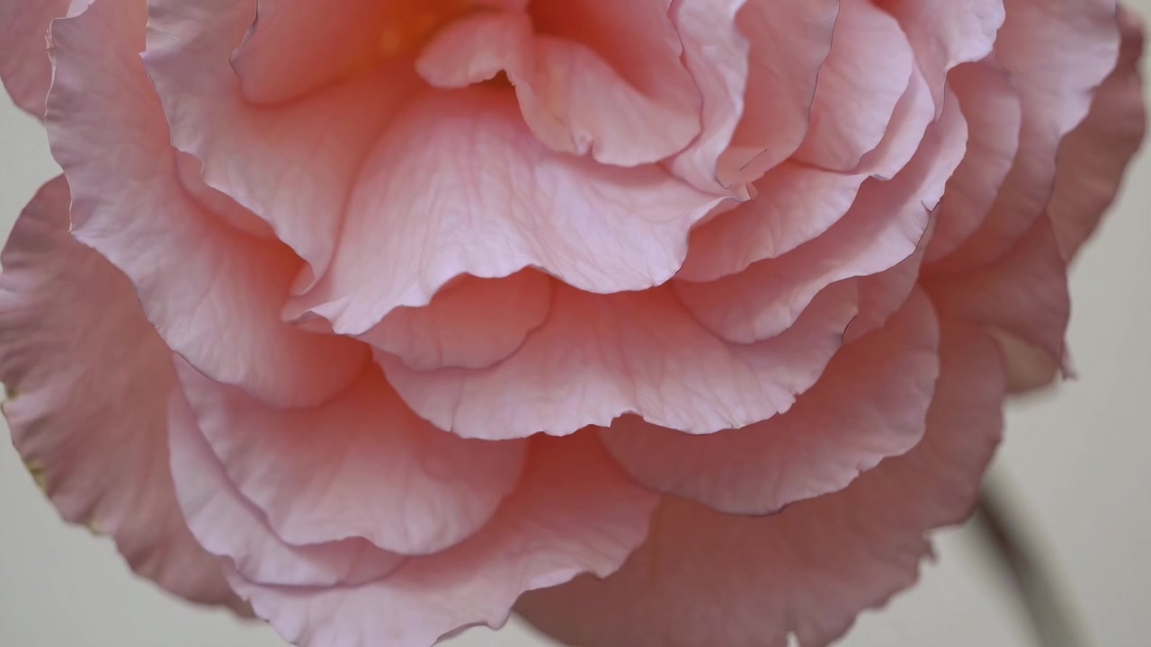 Close-up of a Delicate Pink Rose Blooming
