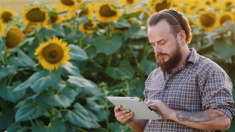 Farmers-work-near-a-field-of-flowering-sunflowers-4