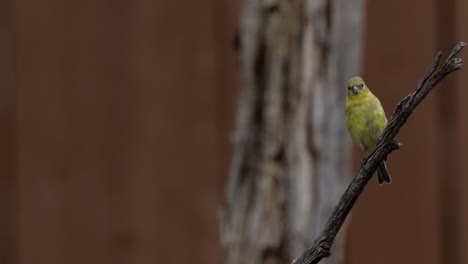 goldfinch sitting on a branch flies away