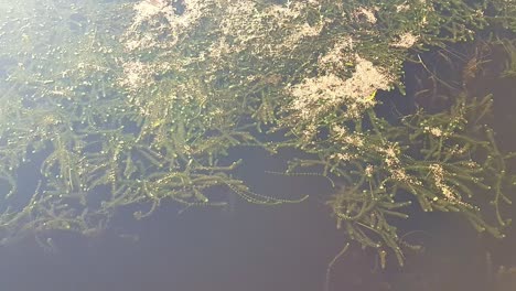 Plantas-Acuáticas-Que-Crecen-Bajo-El-Agua-En-El-Lago-Toho,-Kissimmee,-Florida