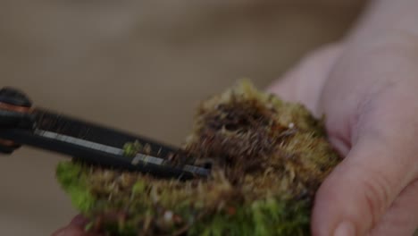 a young female botanist creates a tiny live forest ecosystem in a huge glass jar - caring up the moss - a tight close-up