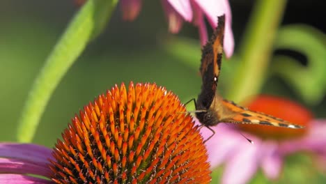 small tortoiseshell butterfly eats pollen on purple cone flower