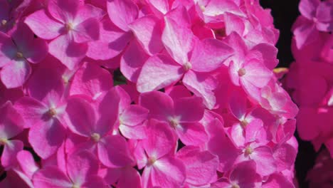 vibrant and beautiful pink hydrangea flowers on a sunny summer day, close up shot