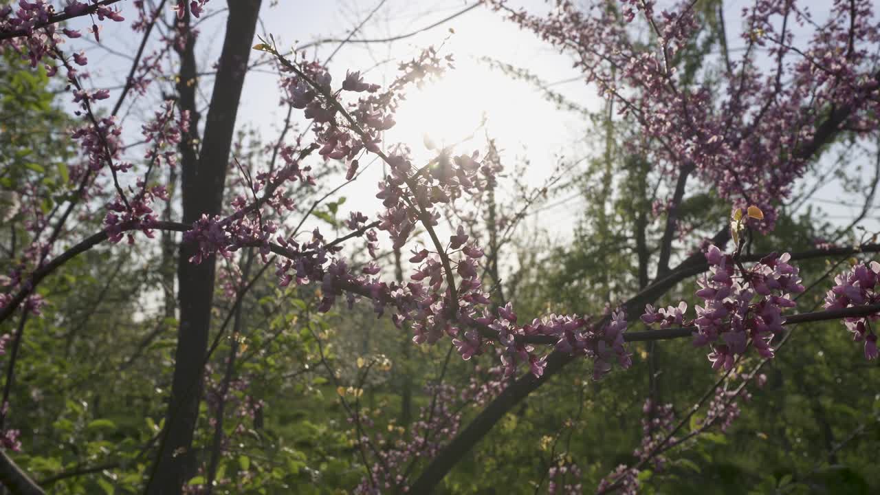 Eastern Redbud flowers on branch with sunset in the background