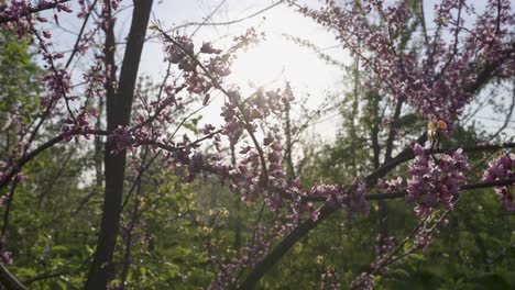 eastern redbud flowers on branch with sunset in the background