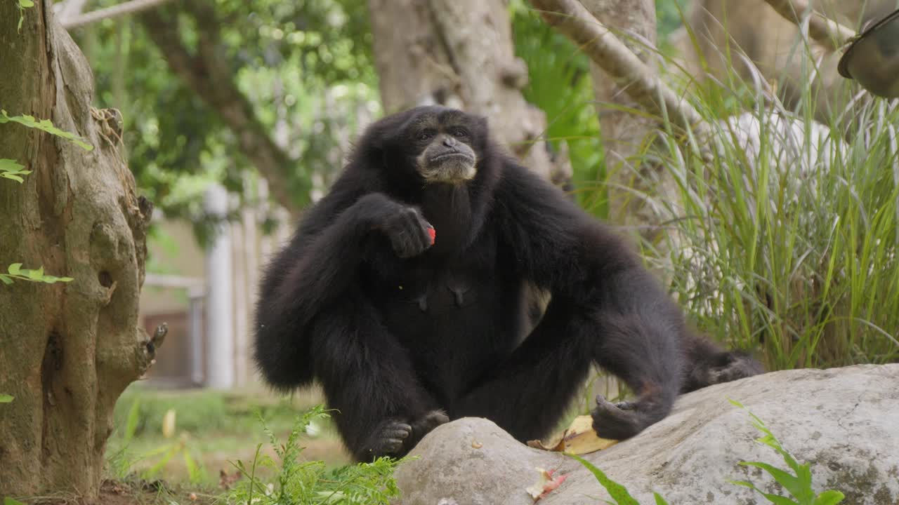 siamang aislado comiendo gibbón de pelaje negro en cámara lenta
