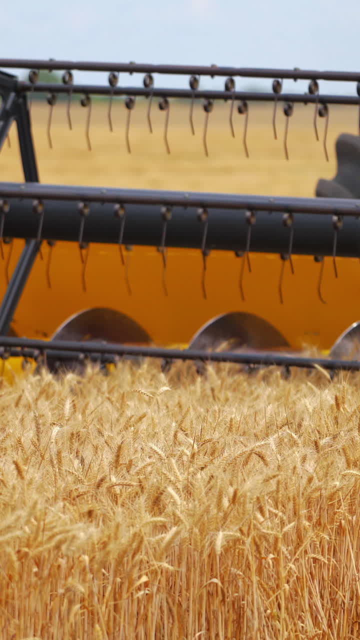 Combine harvester works in field. Harvester drives through field of wheat, cutting yellow plants. Modern machine collecting harvest. Close-up. Vertical video