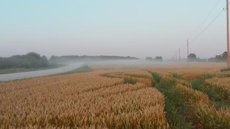 Luftaufnahme,-Schnell-über-Reifes-Orangefarbenes-Weizenfeld-Fliegend