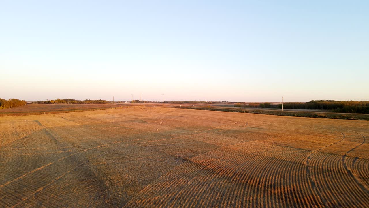 Luftaufnahme über goldenen Weizenfeldern, die eine Herde Gabelböcke im ländlichen Alberta, Kanada, bei farbenprächtigem Sonnenuntergang verfolgt