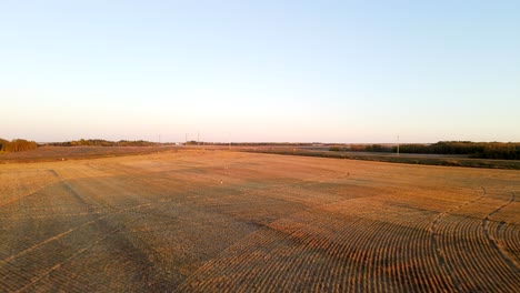aerial view flying over golden wheat fields chasing pronghorn antelope herd in rural alberta, canada during colourful sunset