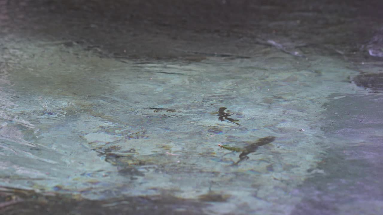 얼어붙은 강의 얼음 아래에서 천천히 헤엄치는 산천어 무리