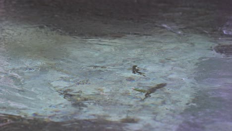 small school of mountain trout swimming slowly under ice on frozen river