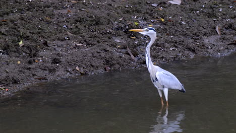 a gray heron standing near the edge of a shallow water river - close up shot