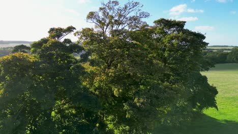 hermosa vista de la campiña británica con un gran árbol en primer plano durante el otoño