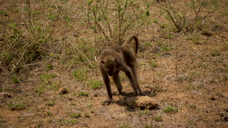 chacma baboon flips large rock over while foraging