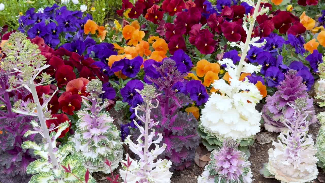 Un lent plan panoramique sur des choux d'ornement éclatants et des pensées dans un jardin d'hiver.