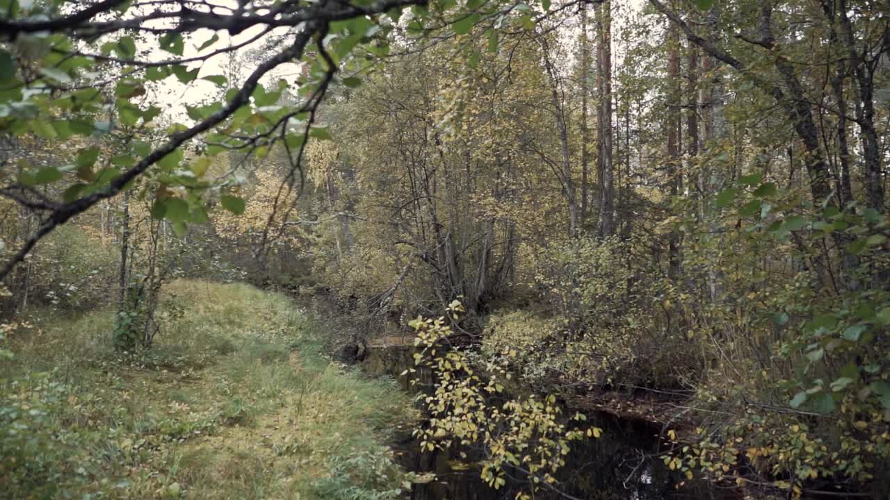 colori autunnali nella foresta scandinava