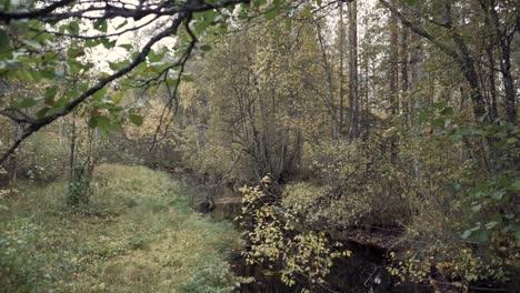 Herbstfarben-Im-Skandinavischen-Wald