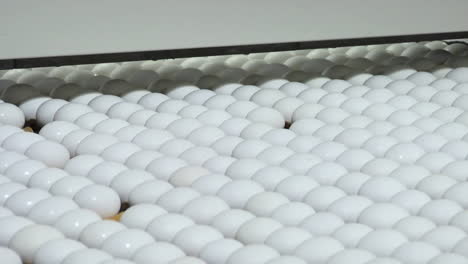 white eggs move along on a factory conveyor belt