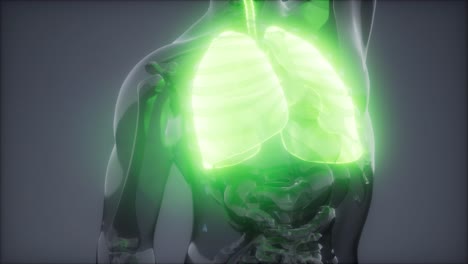 examen radiológico de los pulmones humanos
