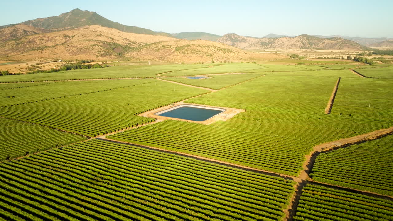 Neat green olive orchards in Chile countryside around irrigation dam, aerial