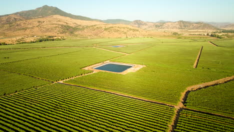 neat green olive orchards in chile countryside around irrigation dam, aerial