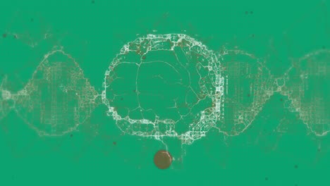 animation of brain and shapes on green background