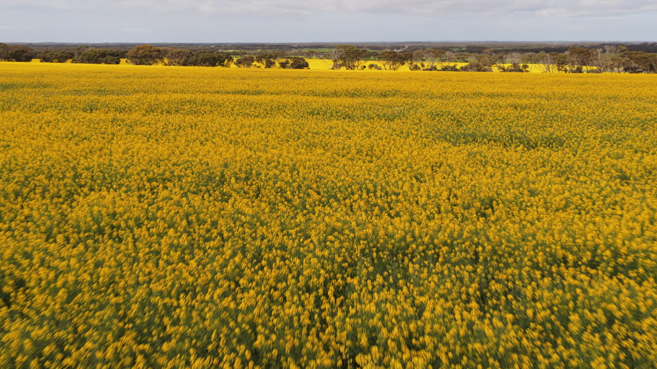 Panoramica aerea bassa e uniforme su splendidi campi di colza gialla in fiore in primavera con luce solare screziata a Kangaroo Island, in Australia, famosa per l'agricoltura sostenibile e la diversità di piante e fauna selvatica